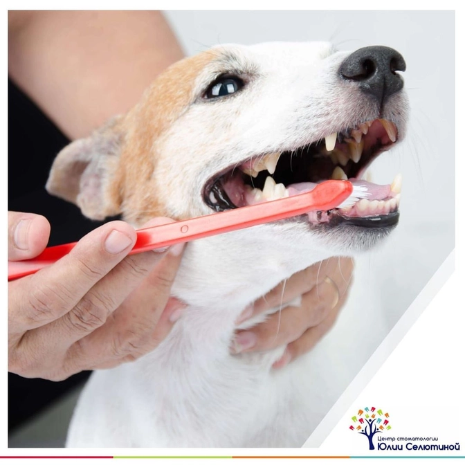 Лечение зубов у животных.